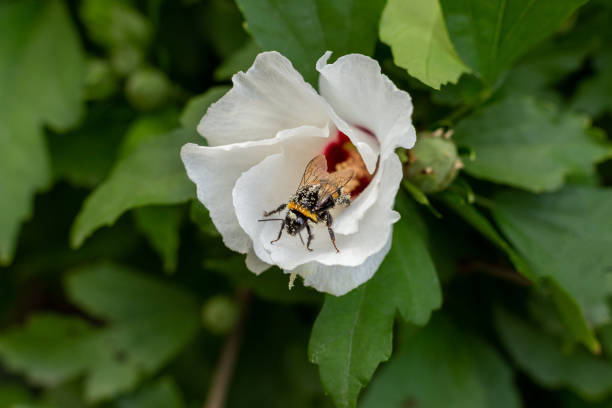 A bee pollinates a white hibiscus flower