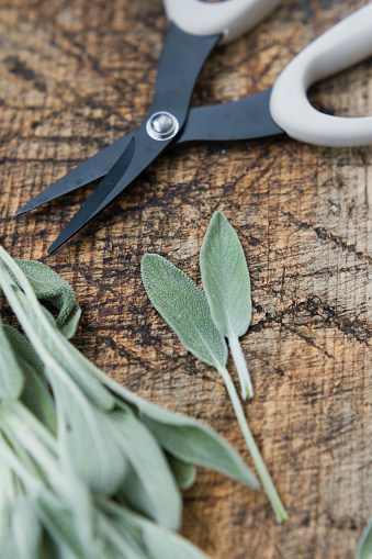 Aromatic green sage leaves herbs at kitchen. Bunch of salvia and garden scissors on a vintage wooden desk close up