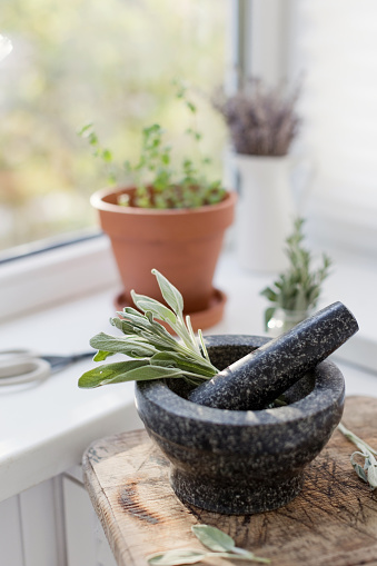 Bunch of green sage in a stone mortal with pestle at the kitchen. Aromatic kitchen herbs, bunch of green salvia. Homeopathy, pharmacy and apothecary concept