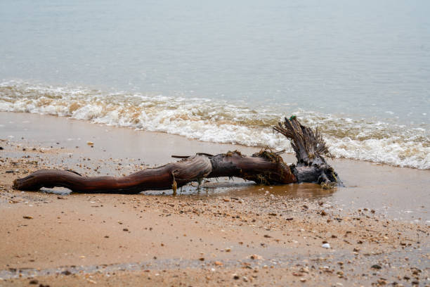 istock Close-up of dead tree branches and roots on the beach by the sea 2149775607