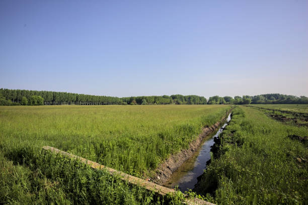 Very Dutch landscape with a curved ditch and a small wooden bridge along a small dyke and a meadow. Location is polder Egmondermeer close to Heiloo, Netherlands. The bridge is called the \