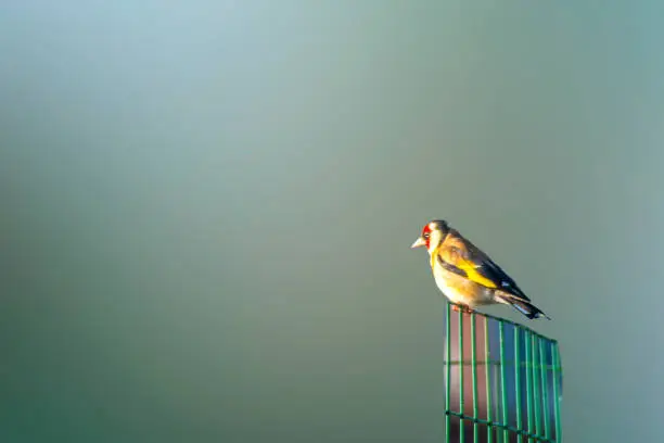 Very beautiful little European Goldfinch bird