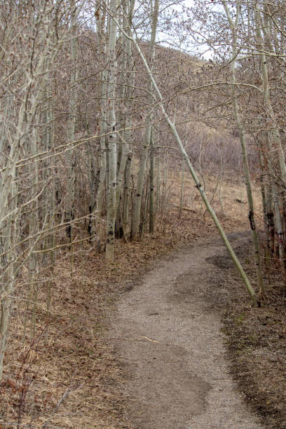 istock Tranquil Dirt Road Amidst Trees and Grass 2149776941