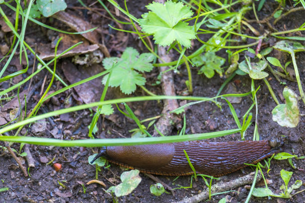 istock Slug crawling on the ground among the plants 2149776990