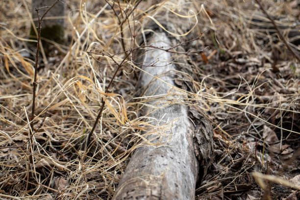 istock Decay: Close-Up of Rotting Wood and Dead Grass 2149777058