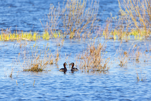 Courting Red-necked grebe in a lake