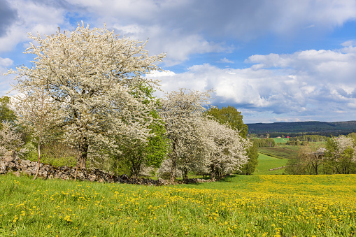 Blooming cherry trees by a meadow in the country