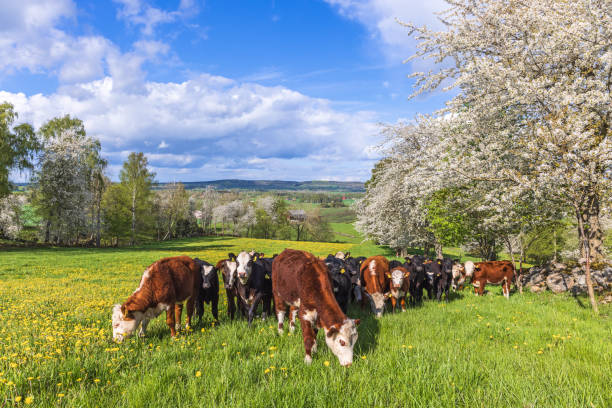 istock Idyllic spring landscape with grazing cows on a flowering meadow 2149777209