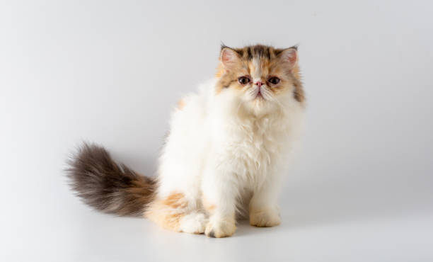 Exotic Shorthair cat breed on white background