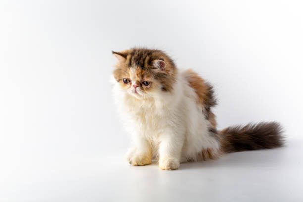 istock Exotic Shorthair cat breed on white background 2149778437