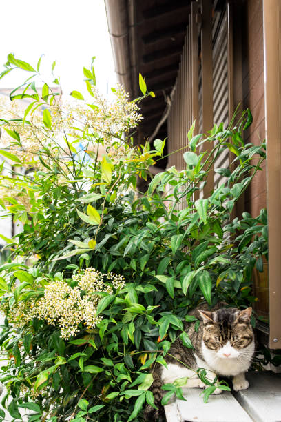 Image of a cat sleeping hidden in the leaves