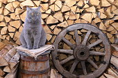 Cat in barn with birch firewood.
