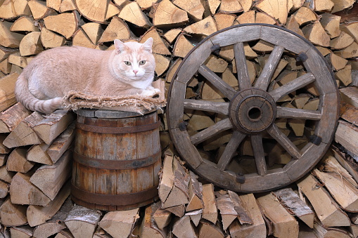 In a barn a ginger cat sits on a wooden barrel next to an old wagon wheel that are amidst a woodpile of chopped birch firewood.