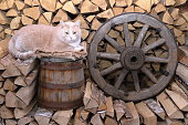 Cat in barn with birch firewood.