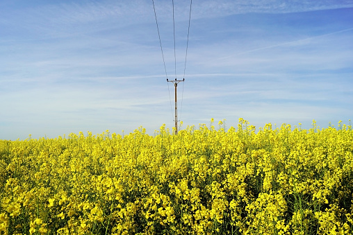 Bright yellow rapeseed flowers against a blue sky
