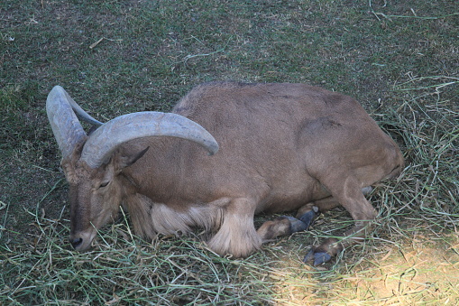 A group of Ibex european wild goat