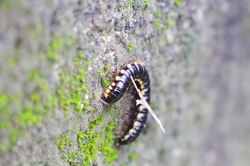 Crow caterpillars crawling on the wall