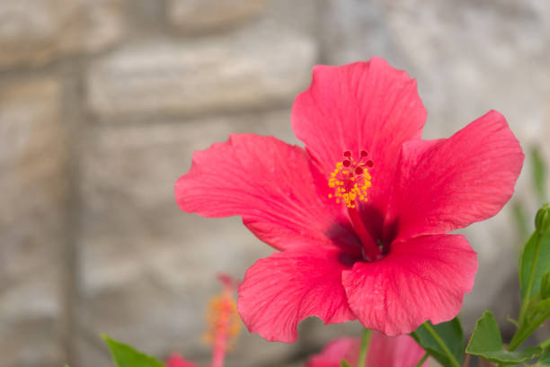 istock red hibiscus flower in front of the stone wall (Ver. 2) 2149781146