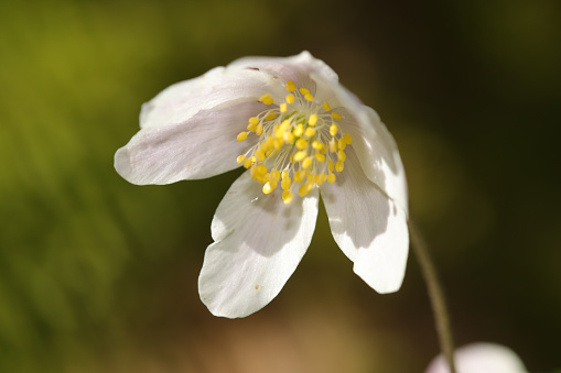 Anemone nemorosa en fleur au début du printemps