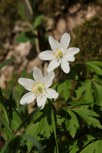 Anemone nemorosa en fleur au début du printemps