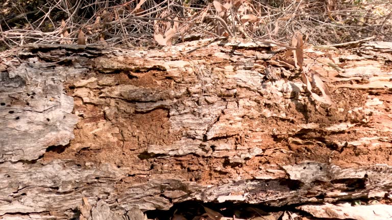 Decaying Log Over Time