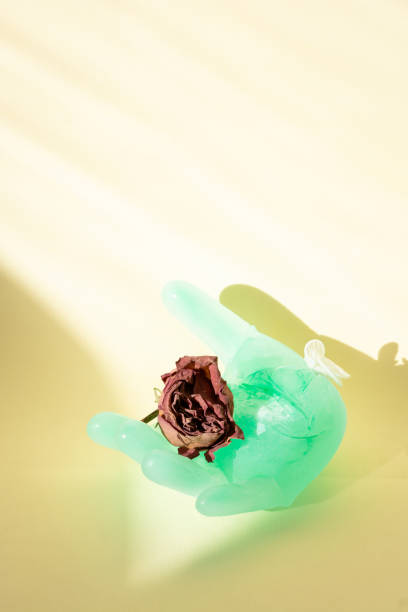 Dried rose flower in a plastic glove filled with ice water against a colored sunny background
