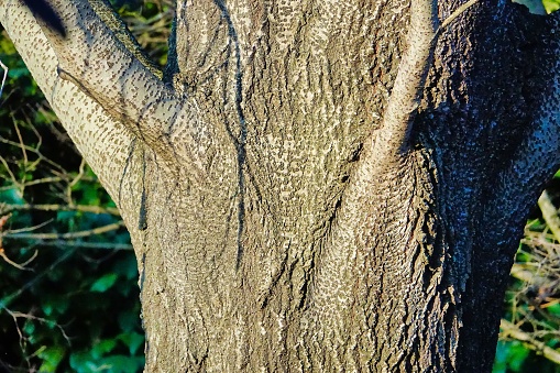 trunk of a tree, photo as a background