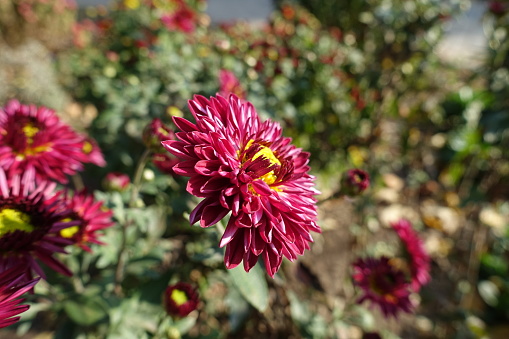 Close view of magenta and yellow flower of Chrysanthemum in October