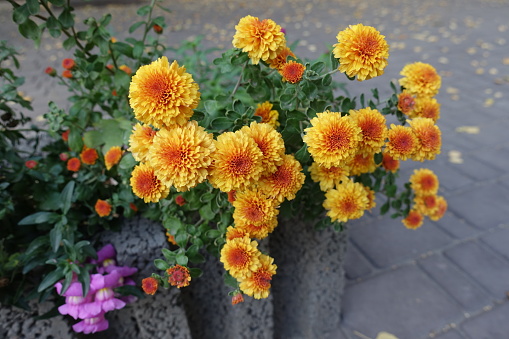 Pot with orange and yellow flowers of Chrysanthemums in October