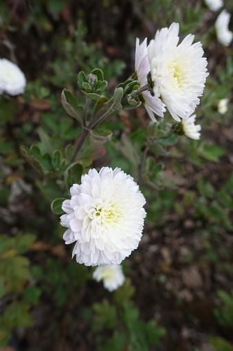 Close view of two white flowers of Chrysanthemums in November