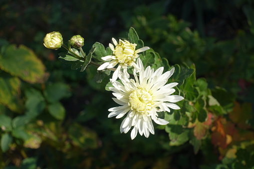 Ivory white two flowers and two buds of Chrysanthemums in October
