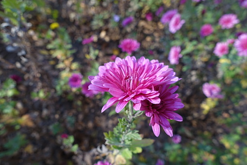 Close up of two pink flowers of Chrysanthemums in mid November