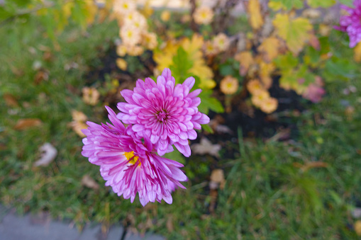 Close shot of two pink flowers of Chrysanthemums in mid November