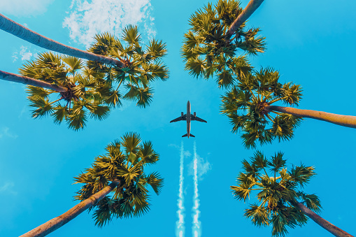 Captivating view from below as a plane flies overhead, framed by the lofty palms against a clear blue sky, evoking a sense of travel and adventure.
