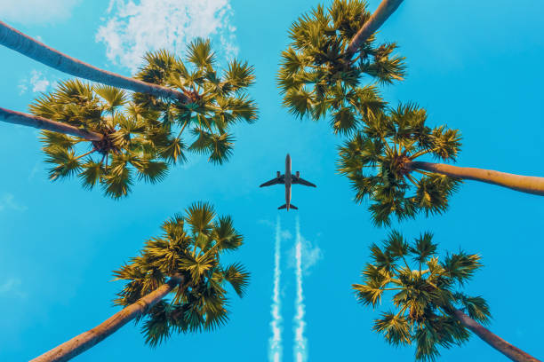Soaring High: Airplane Glides Over Tropical Palms Captivating view from below as a plane flies overhead, framed by the lofty palms against a clear blue sky, evoking a sense of travel and adventure. planes flying overhead stock pictures, royalty-free photos & images