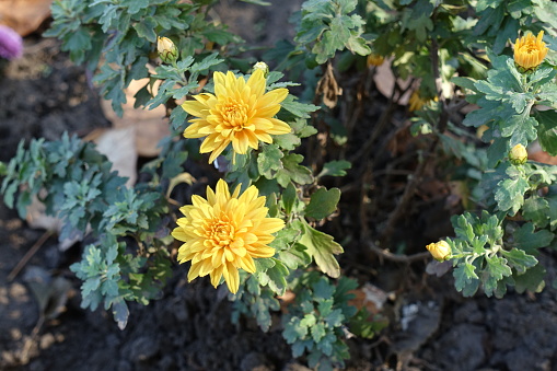 Golden yellow Chrysanthemums with two flowers in October