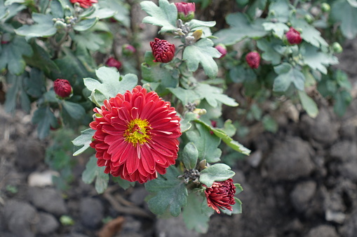 One red and yellow flower of Chrysanthemum and buds in mid October