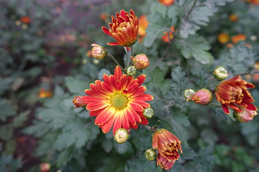 Two colored red and yellow flower of Chrysanthemum in October