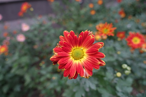 Vibrant red and yellow flower of Chrysanthemum in October