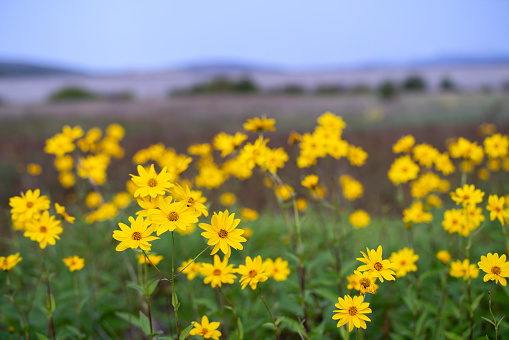 Summer meadow with yellow flowers.