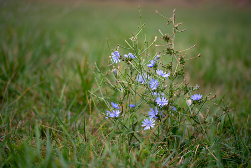 Flower of the chicory plant blooming in a meadows at summer.