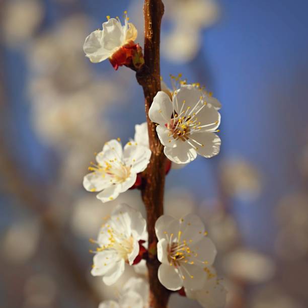 istock Beautiful blooming white tree with blue sky in spring time. Nature and spring background with flowers. (Prunus mume) 2149784355