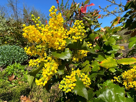 Mahonia aquifolium oregon grape plant yellow flowers.