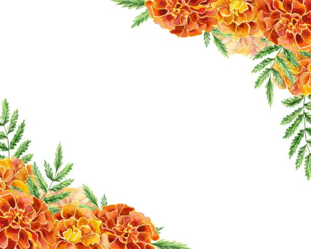1,600+ Frame From Marigolds Illustrations - iStock