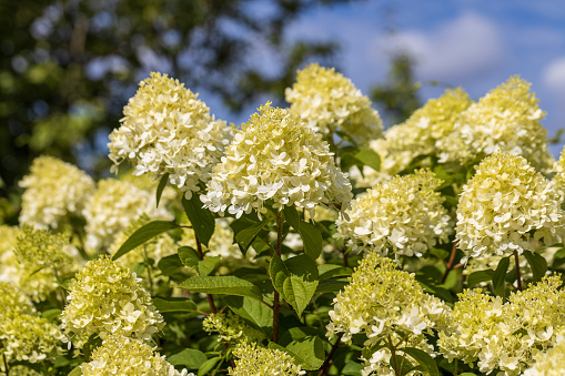 Hydrangea paniculata sort Limelight: hydrangea paniculata blooms on the Bush in the garden in summer. High quality photo