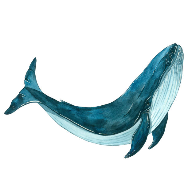 istock Watercolor illustration of a realistic whale in motion isolated on a white background. Suitable for fabric design, packaging paper, printing, postcards, sets, business cards, logos 2149785945