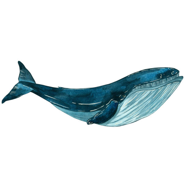 istock Watercolor illustration depicting a realistic whale in motion. highlighted on a white background. Suitable for fabric design, packaging paper, printing, postcards, sets, business cards, logos 2149785950