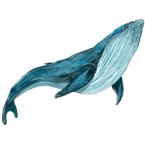 istock Watercolor illustration with a blue whale in motion. isolated on a white background. Suitable for fabric design, packaging paper, printing, postcards, sets, business cards, logos 2149785954