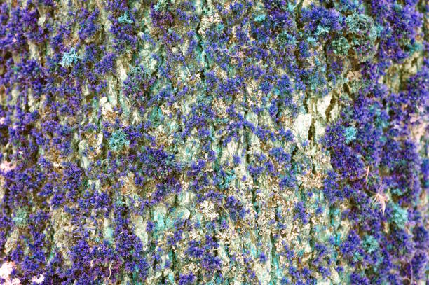 Abstract multicolored background. The bark of the tree. The texture.