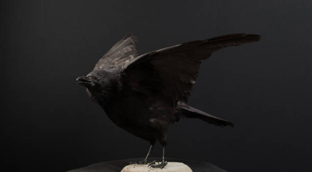 istock elegant raven crow stretch wings 2149786181
